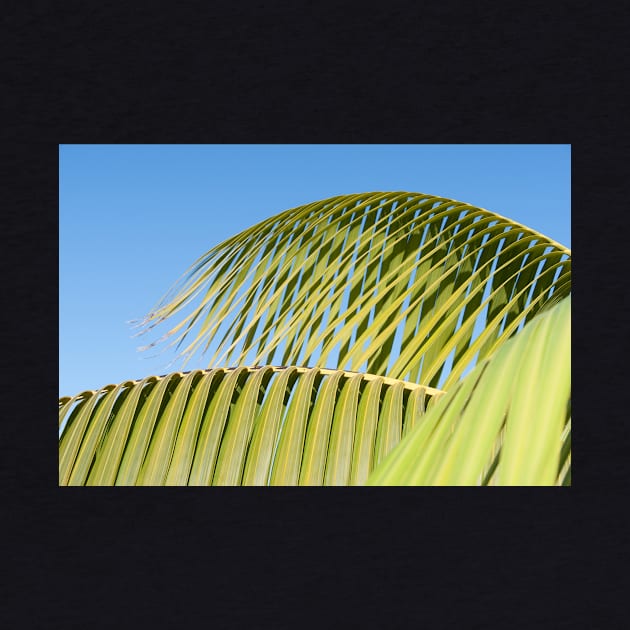 Palm frond detail against sky by brians101